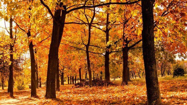 herfst-768x432.jpg